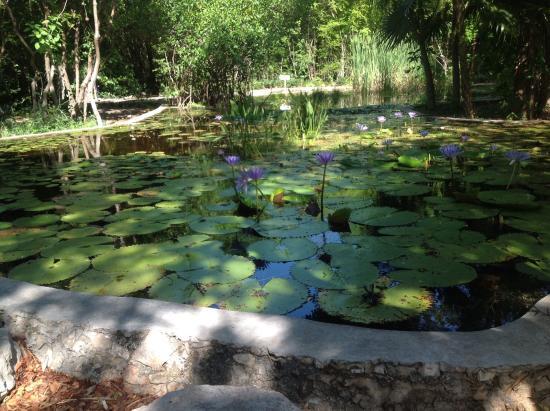 Regional Roger Orellana CICY Botanical Garden